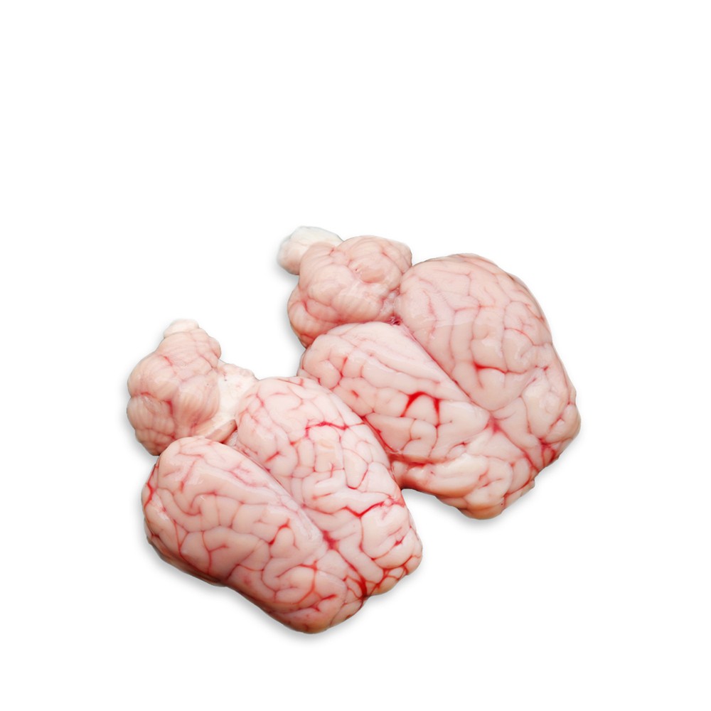 goat brain