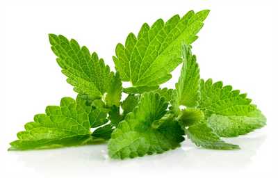Pudina Pata (Mint Leaves) ± 10 gm - Online Grocery Shopping and Delivery in  Bangladesh
